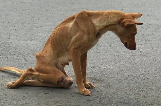 Chó bị yếu chân sau là tình trạng phổ biến với nhiều nguyên nhân khác nhau