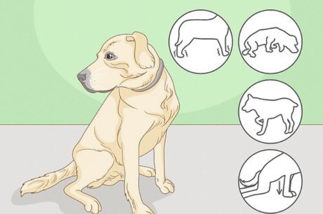 Cách chữa chó bị yếu chân sau