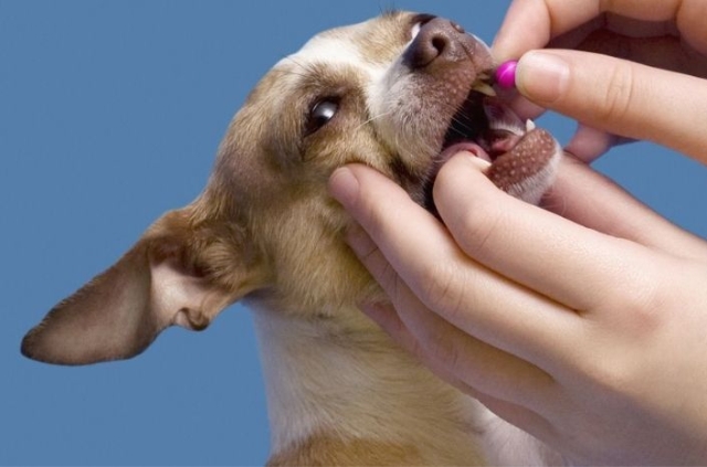 Chó con có hệ miễn dịch yếu nên cần uống thuốc hỗ trợ để có thể phát triển khoẻ mạnh