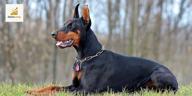 cac-lenh-huan-luyen-chu-cho-doberman