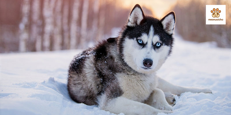 cach-cham-soc-cho-husky-sibir