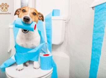 cách dạy chó đi vệ sinh đúng chỗ