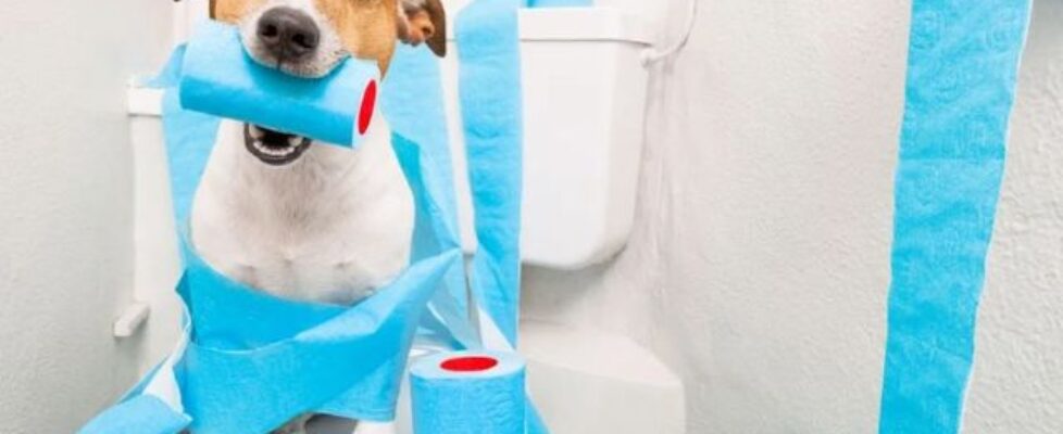 cách dạy chó đi vệ sinh đúng chỗ