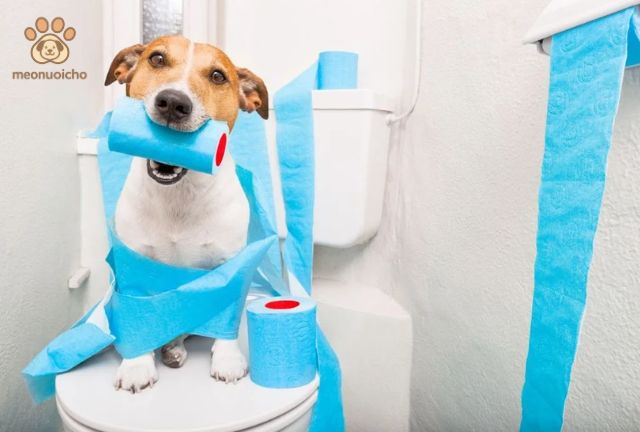 cách dạy chó đi vệ sinh đúng chỗ