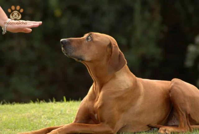 cách huấn luyện chó nghe lời