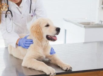 cách trị giun đũa chó tại nhà