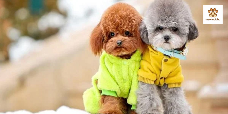 cham-soc-cho-poodle-sau-phoi-giong
