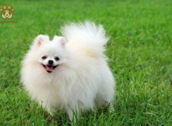 Triệu Chứng Thường Gặp Khi Chó Bị Ghẻ