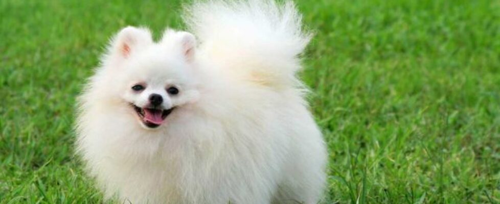 Triệu Chứng Thường Gặp Khi Chó Bị Ghẻ