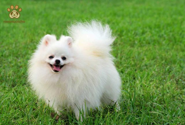 Triệu Chứng Thường Gặp Khi Chó Bị Ghẻ