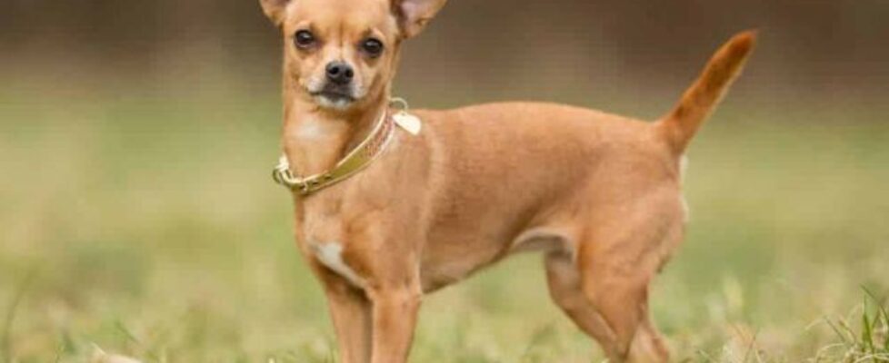chó chihuahua