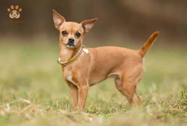 chó chihuahua