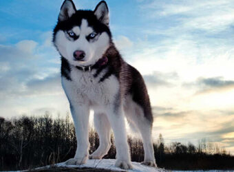 cho-husky-sibir