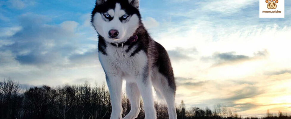 cho-husky-sibir