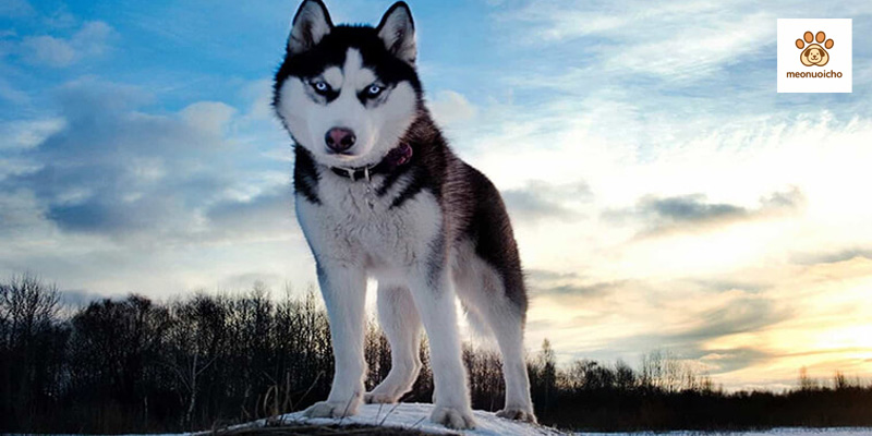 cho-husky-sibir