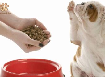 Cách Phòng Ngừa Tình Trạng Chó Không Chịu Ăn