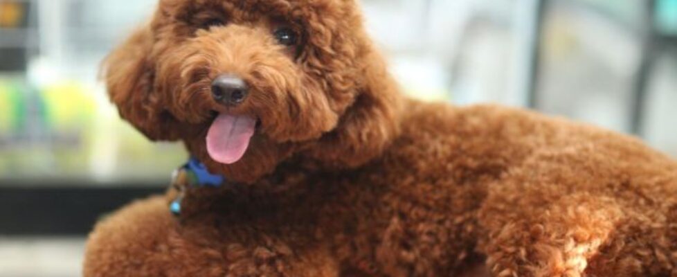 chó poodle