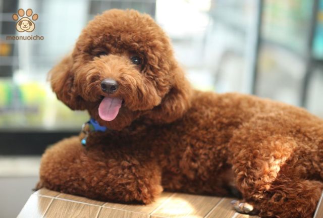 chó poodle