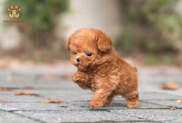 Đặc điểm ngoại hình và tính cách của chó Poodle