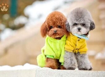 chu kỳ kinh nguyệt của chó poodle