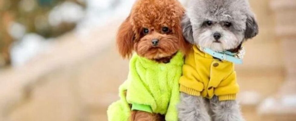 chu kỳ kinh nguyệt của chó poodle