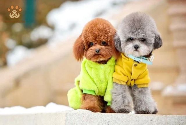chu kỳ kinh nguyệt của chó poodle