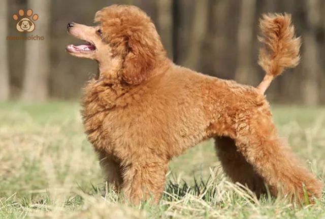 Chu Kỳ Kinh Nguyệt Của Chó Poodle Bắt Đầu Khi Nào