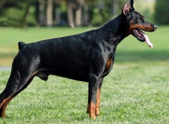 huan-luyen-cho-doberman
