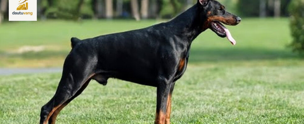 huan-luyen-cho-doberman