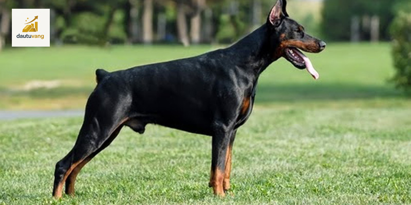 huan-luyen-cho-doberman