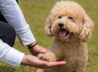 huan-luyen-cho-poodle