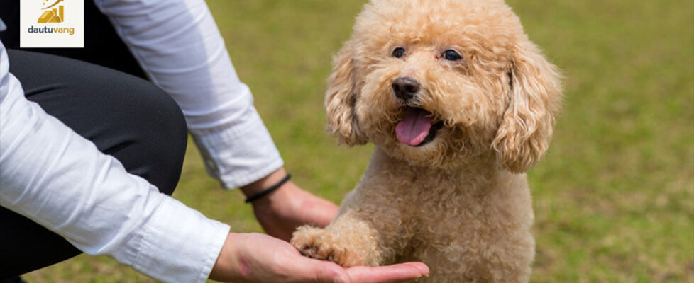 huan-luyen-cho-poodle