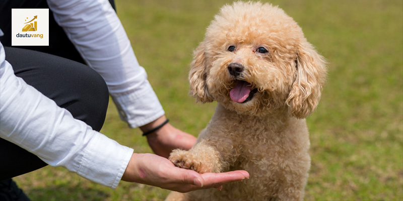 huan-luyen-cho-poodle