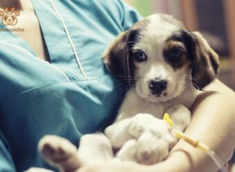 Kinh nghiệm chữa chó bị Parvo hiệu quả nhất
