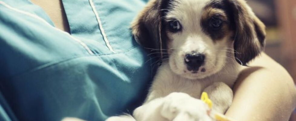 Kinh nghiệm chữa chó bị Parvo hiệu quả nhất