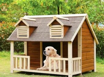 Kinh nghiệm chọn mua nhà cho chó phù hợp