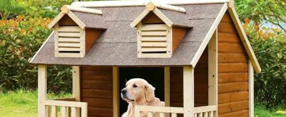 Kinh nghiệm chọn mua nhà cho chó phù hợp
