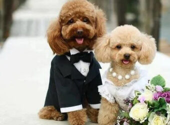 phoi-giong-cho-poodle
