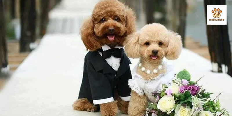 phoi-giong-cho-poodle