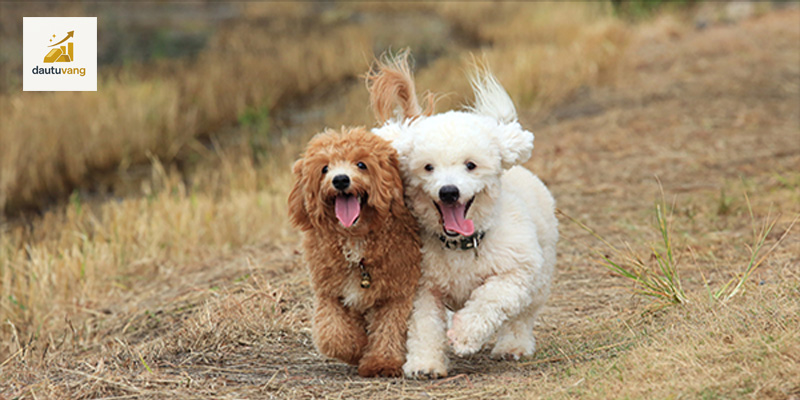 phuong-phap-huan-luyen-poodle