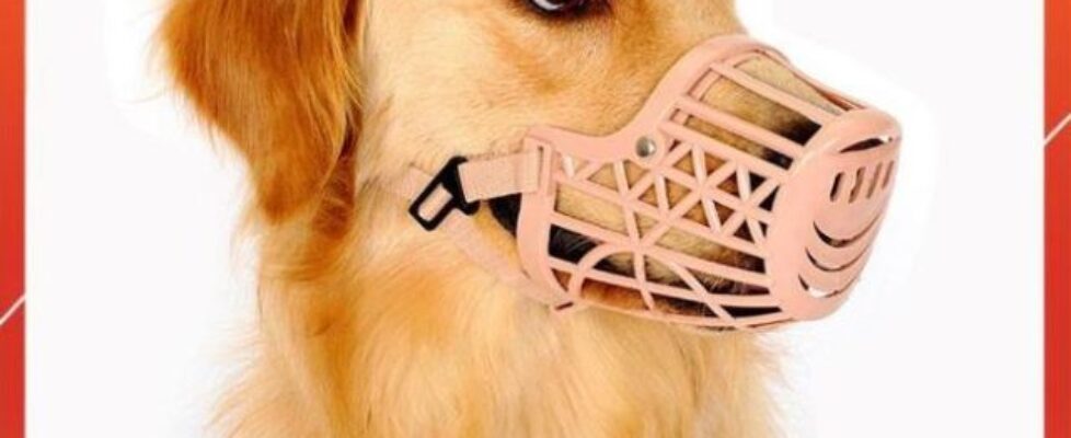 Hướng Dẫn Chọn Rọ Mõm Chó Phù Hợp